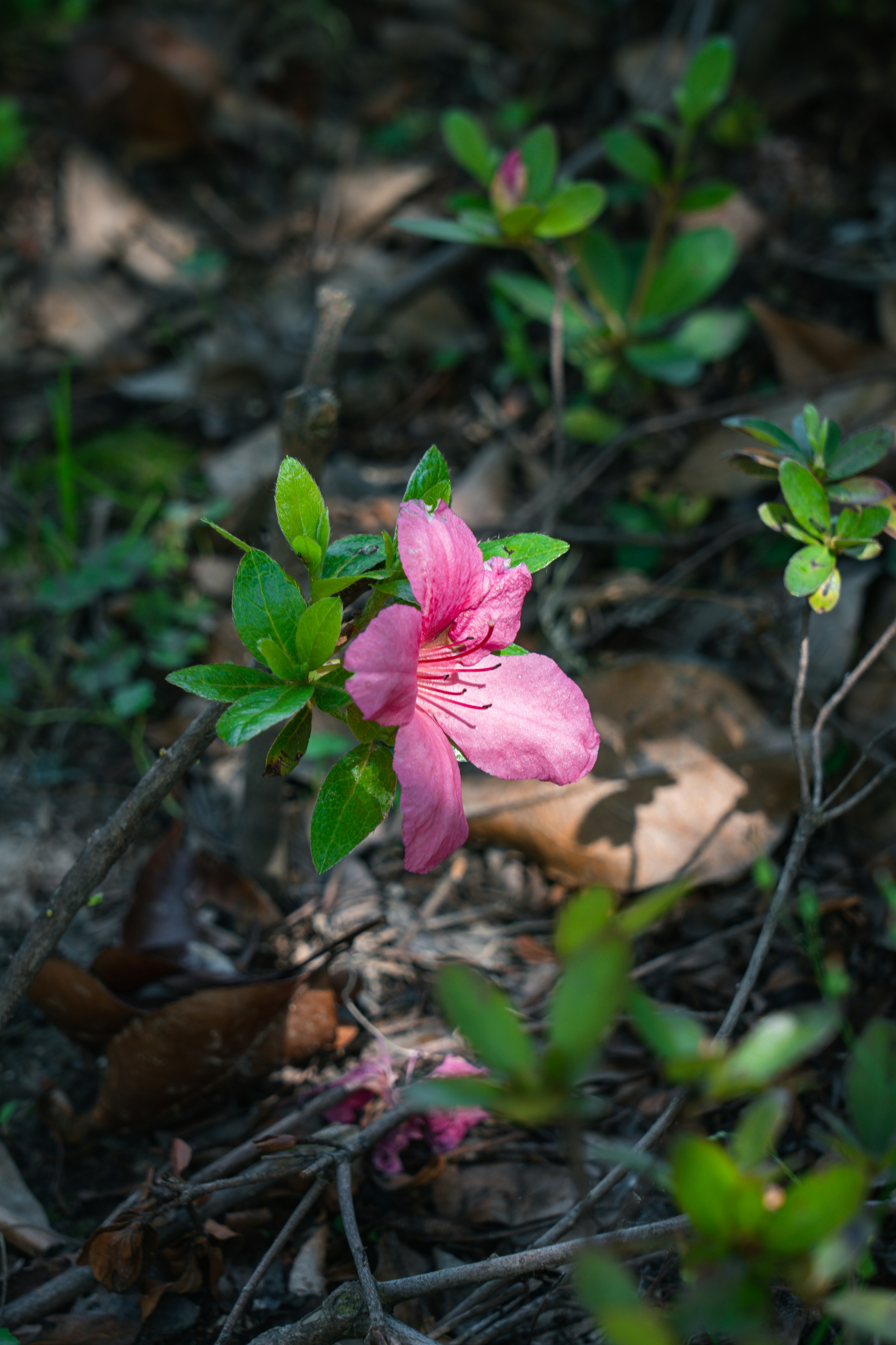 Photo by limichange