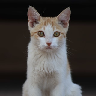 A ginger and white kitten with large, attentive eyes sits facing forward against a dark background. The cat's fur is smooth and well-groomed, and its ears are perked up, suggesting alertness.
