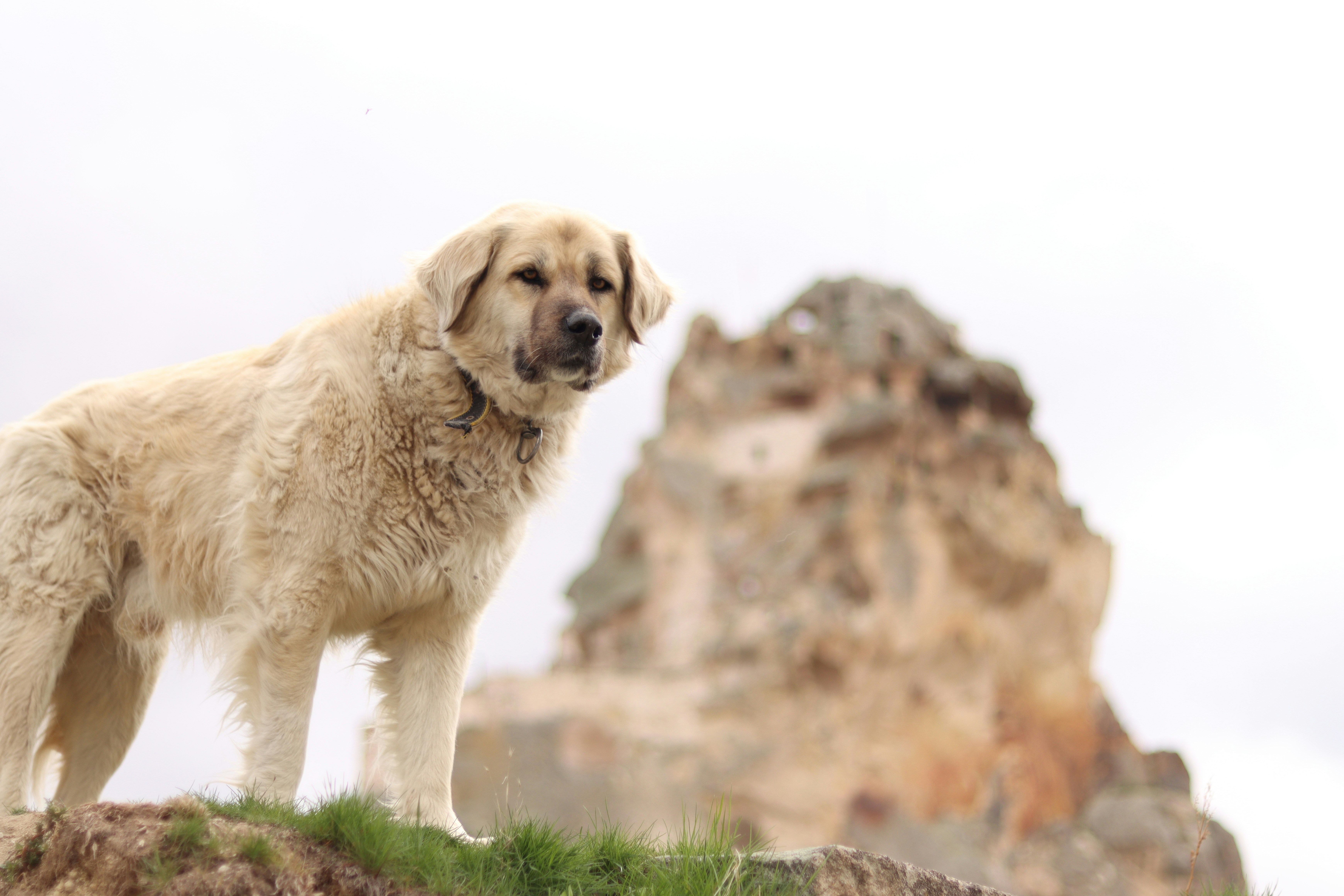 Un grande cane bianco in piedi sulla cima di una collina coperta di erba