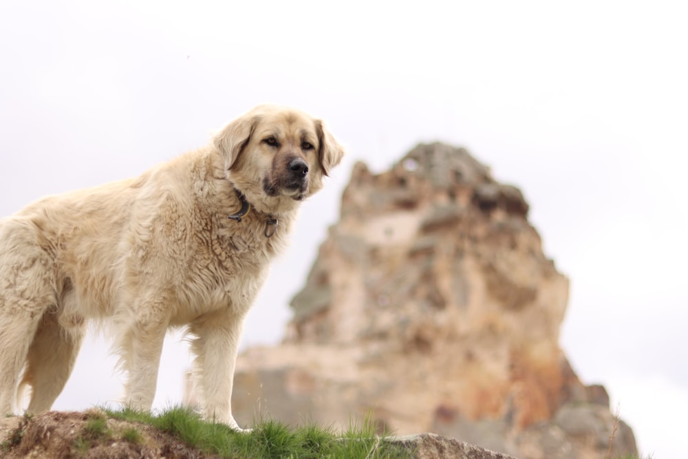 a large white dog standing on top of a grass covered hill