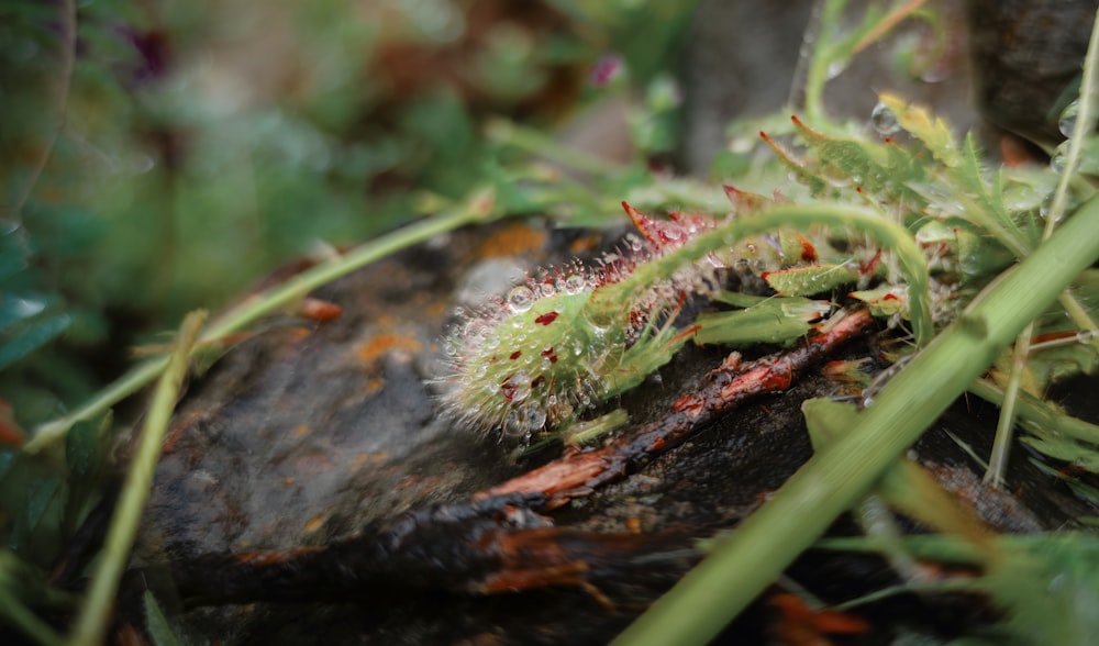 a close up of a plant on a rock