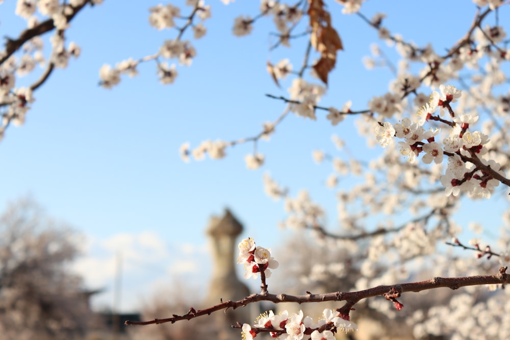 un árbol con flores blancas y una torre del reloj al fondo