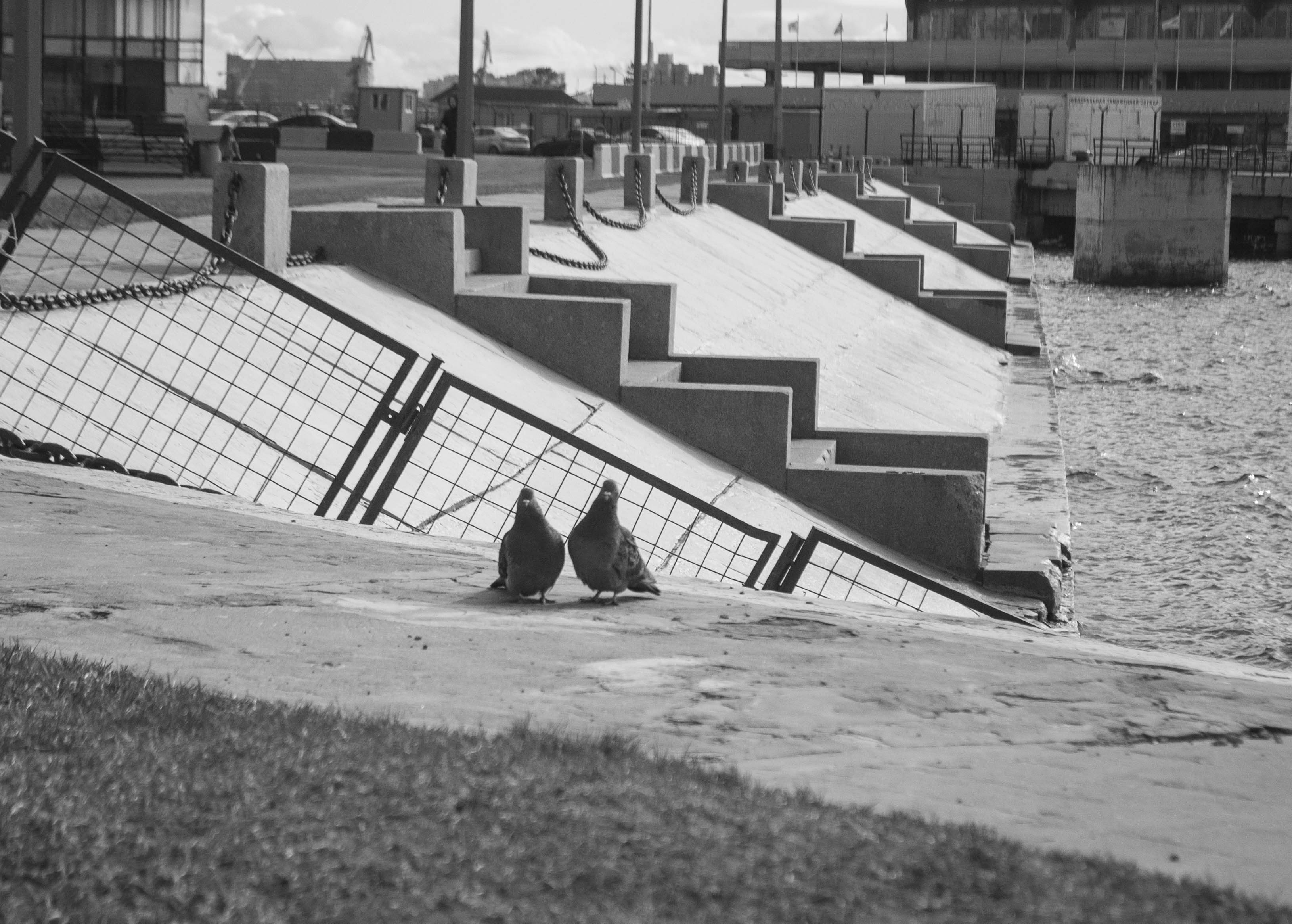 a couple of birds sitting on top of a cement slab
