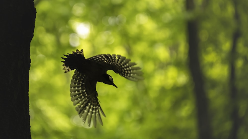 un oiseau volant dans les airs près d’un arbre