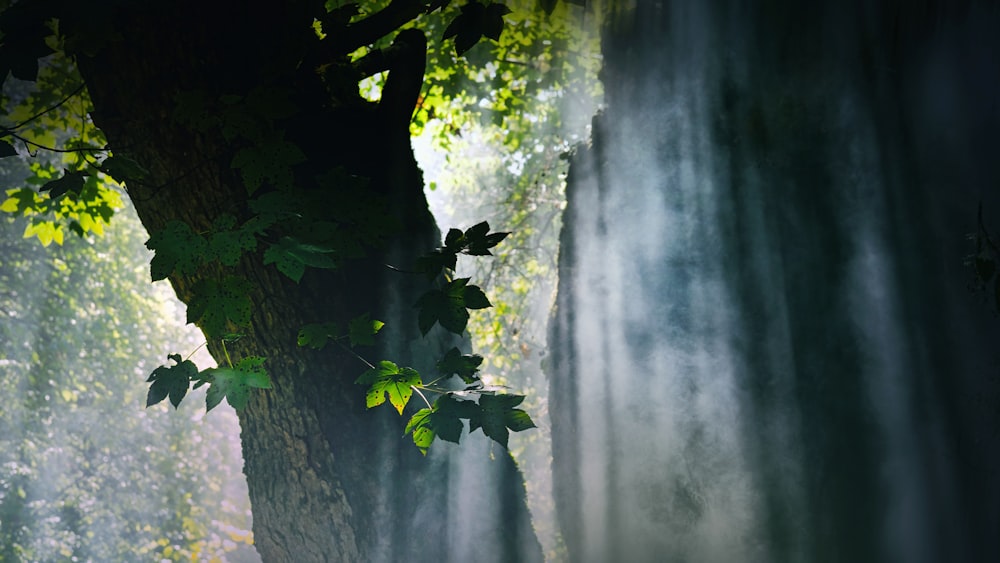 a large tree in the middle of a forest