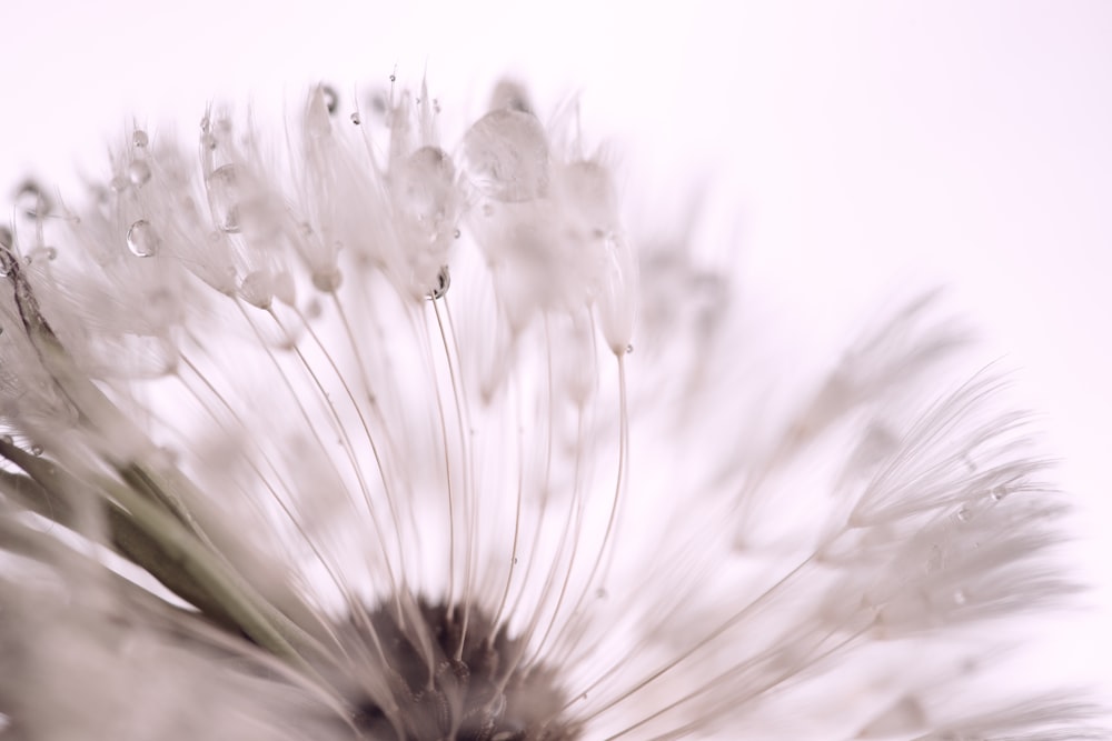 a close up of a dandelion on a white background