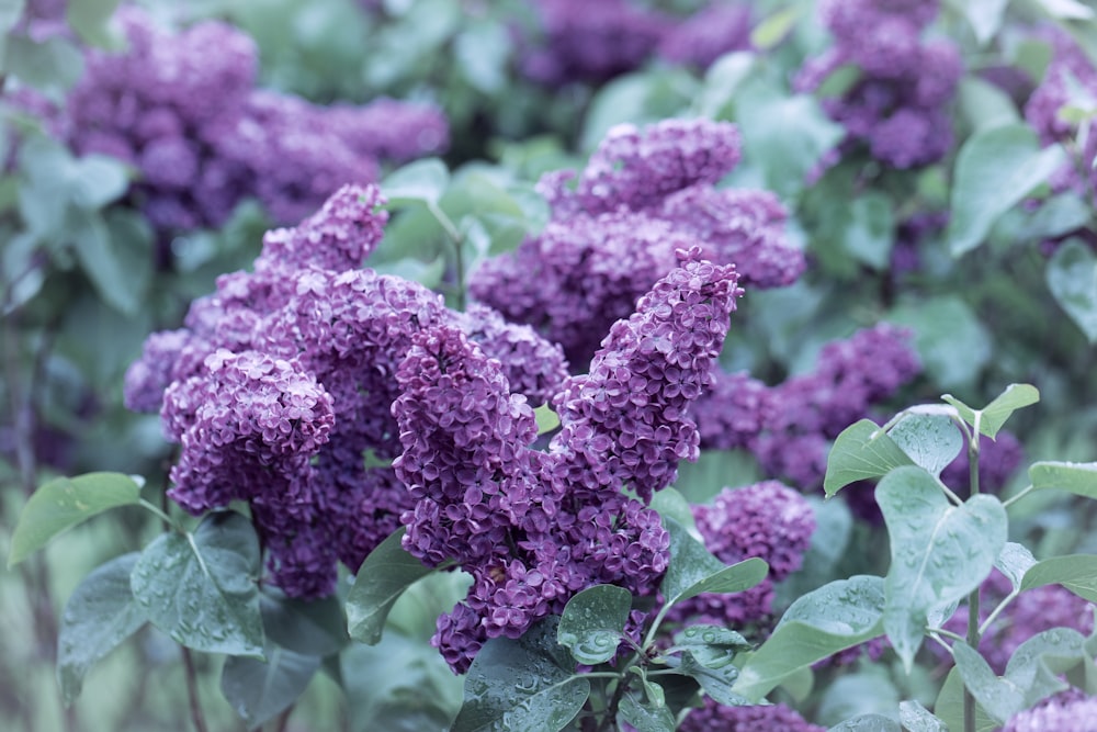 a bunch of purple flowers with green leaves