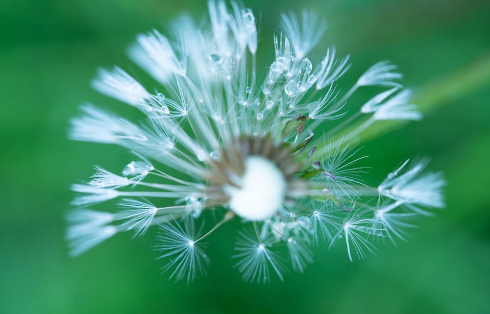 a close up of a dandelion in a field