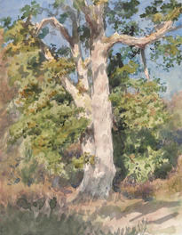 A watercolor painting of a large, textured tree with a thick trunk and spreading branches surrounded by lush green foliage. The tree is set against a clear blue sky, and the brushwork gives a sense of movement and dappled sunlight.