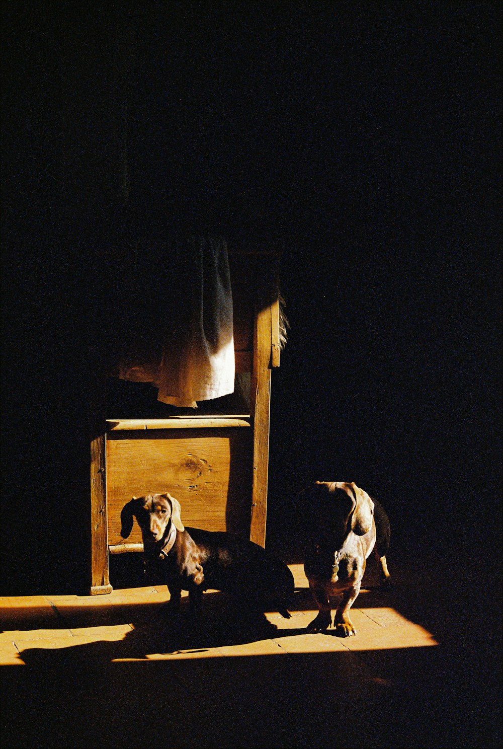 a group of dogs standing next to each other in a dark room