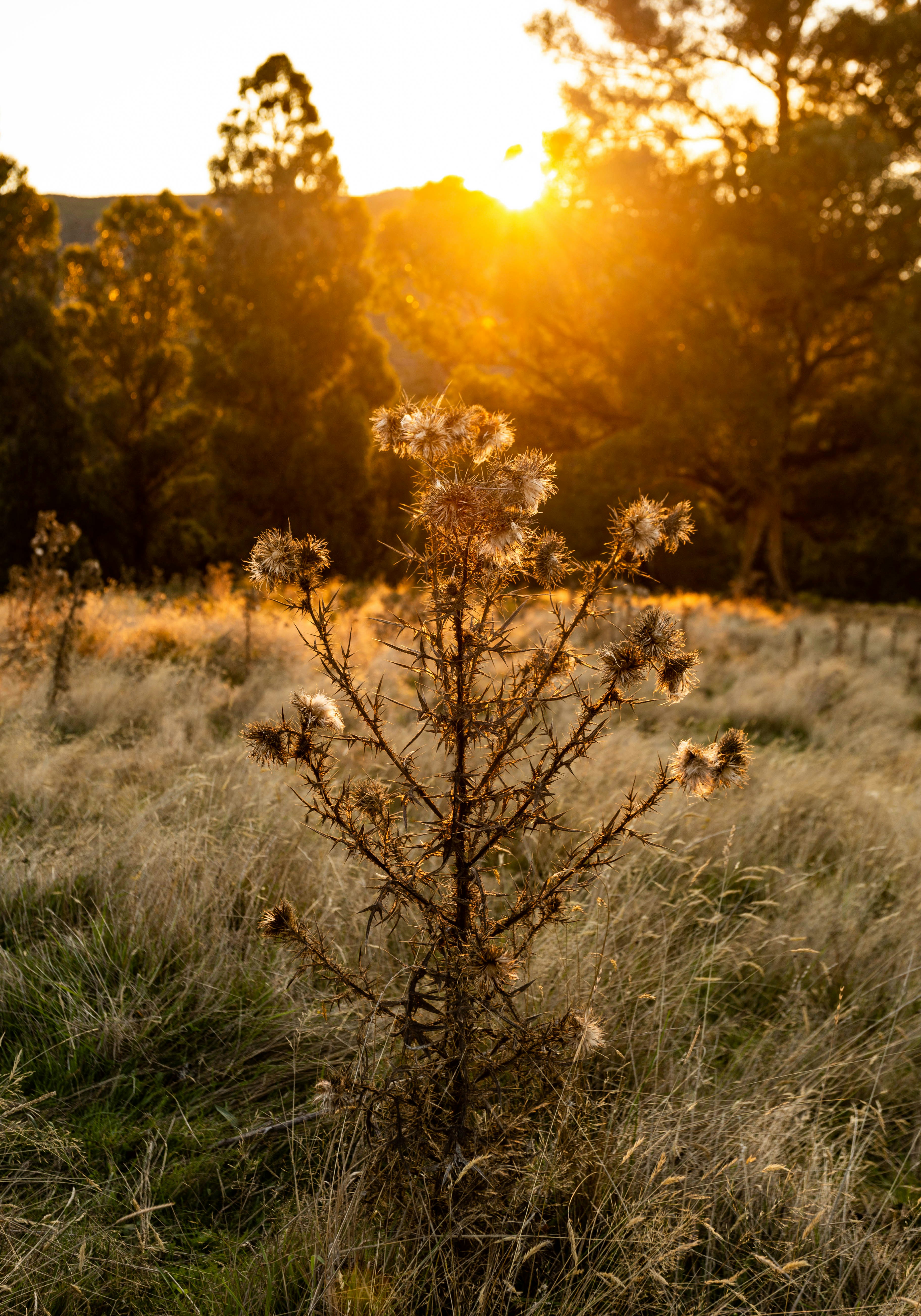 a small tree in the middle of a field