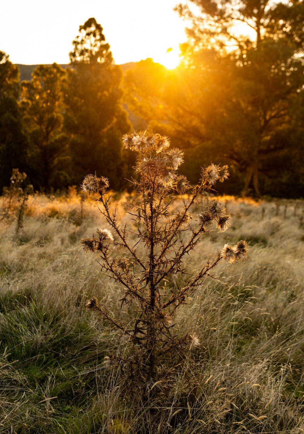 a small tree in the middle of a field