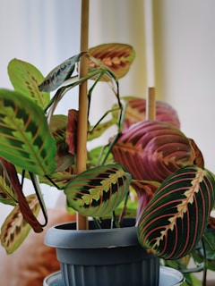 A vibrant Maranta plant with striking green and red variegated leaves, situated in a dark gray pot. The leaves have intricate patterns with pink veins. Bamboo stakes are visible, supporting the plant. There is soft natural light filtering in, creating a peaceful ambiance.