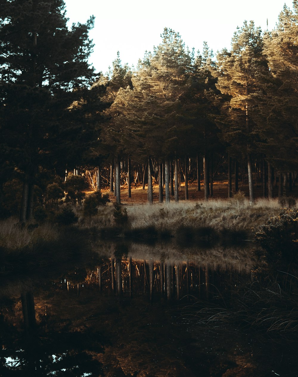 a lake surrounded by tall trees and grass