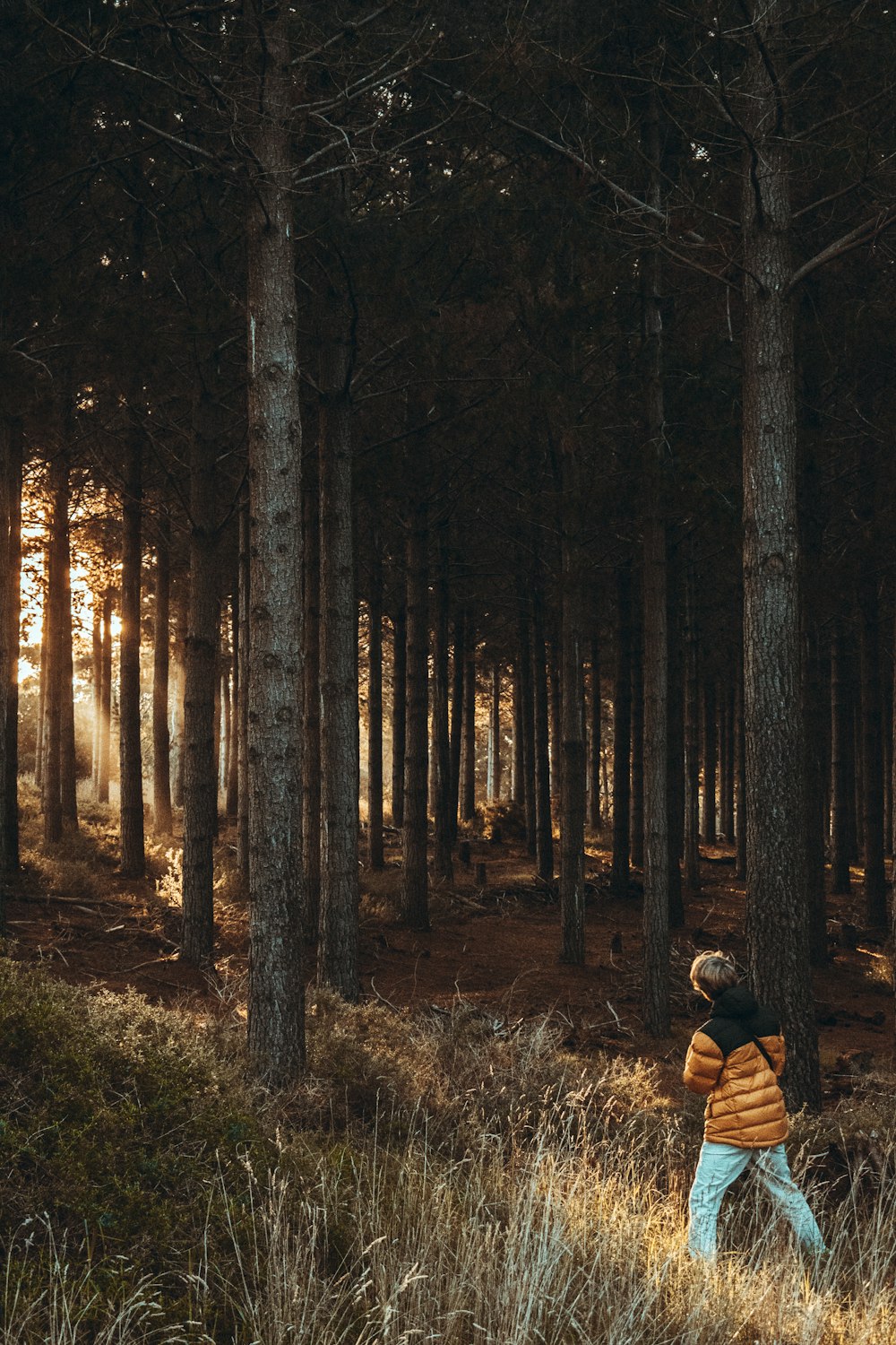 a person walking through a forest with tall trees