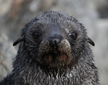 A close-up view of a wet seal with dark eyes and a shiny, textured coat. The background is out of focus, emphasizing the animal's face and expression.