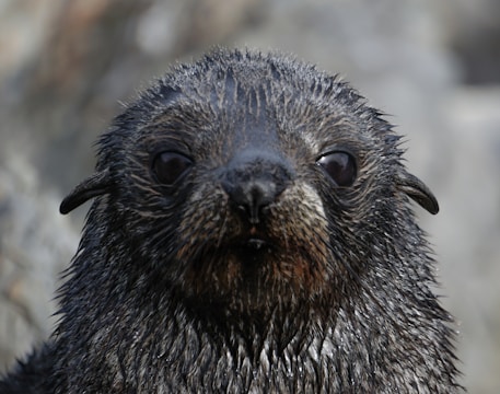 A close-up view of a wet seal with dark eyes and a shiny, textured coat. The background is out of focus, emphasizing the animal's face and expression.
