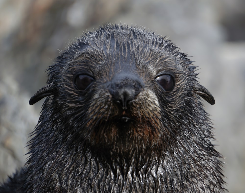 Un animale bagnato bagnato bagnato che guarda la macchina fotografica