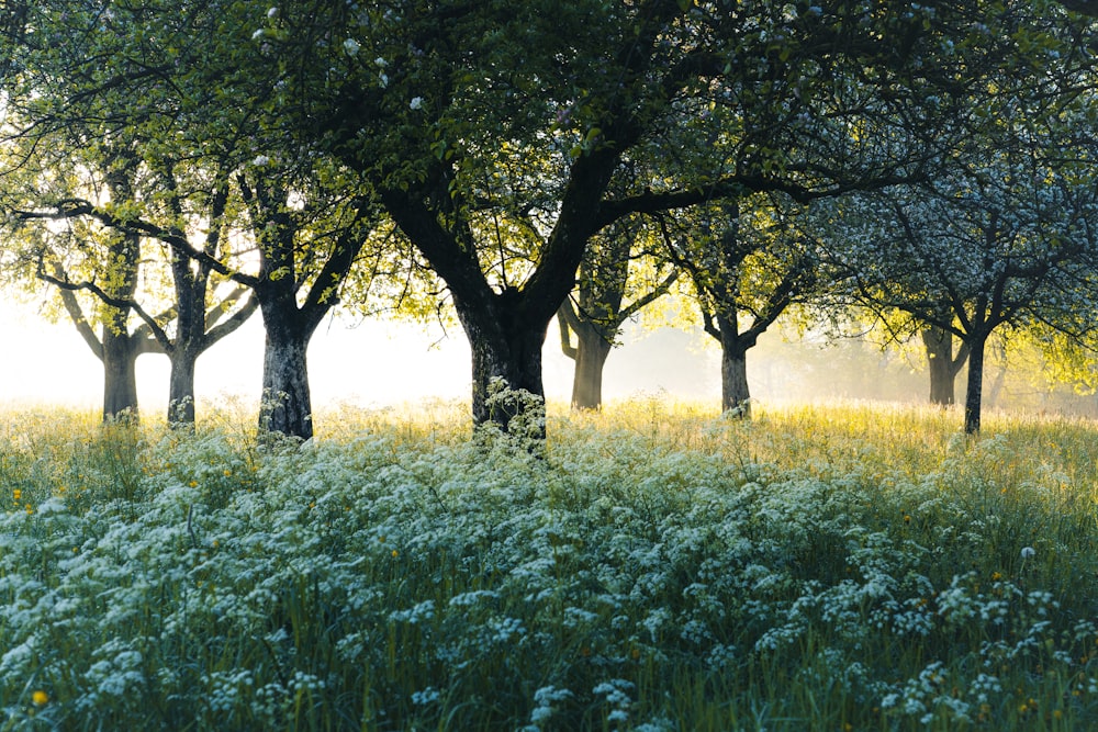 a group of trees in a grassy field