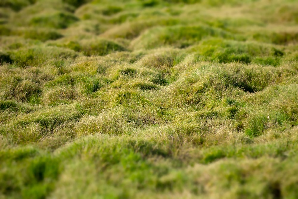 a patch of grass that is growing on the ground