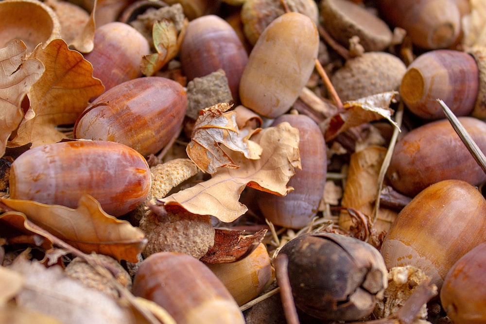 a close up of a bunch of nuts on the ground