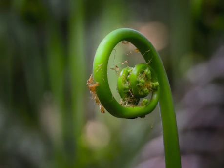 A close-up of a vibrant green fern unfurling its delicate fronds in soft natural light.