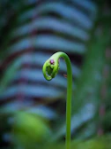 Close-up of a bright green fern unfurling its delicate fronds.