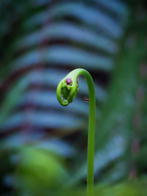 A close-up of a vibrant green fern unfurling new fronds in soft morning light.