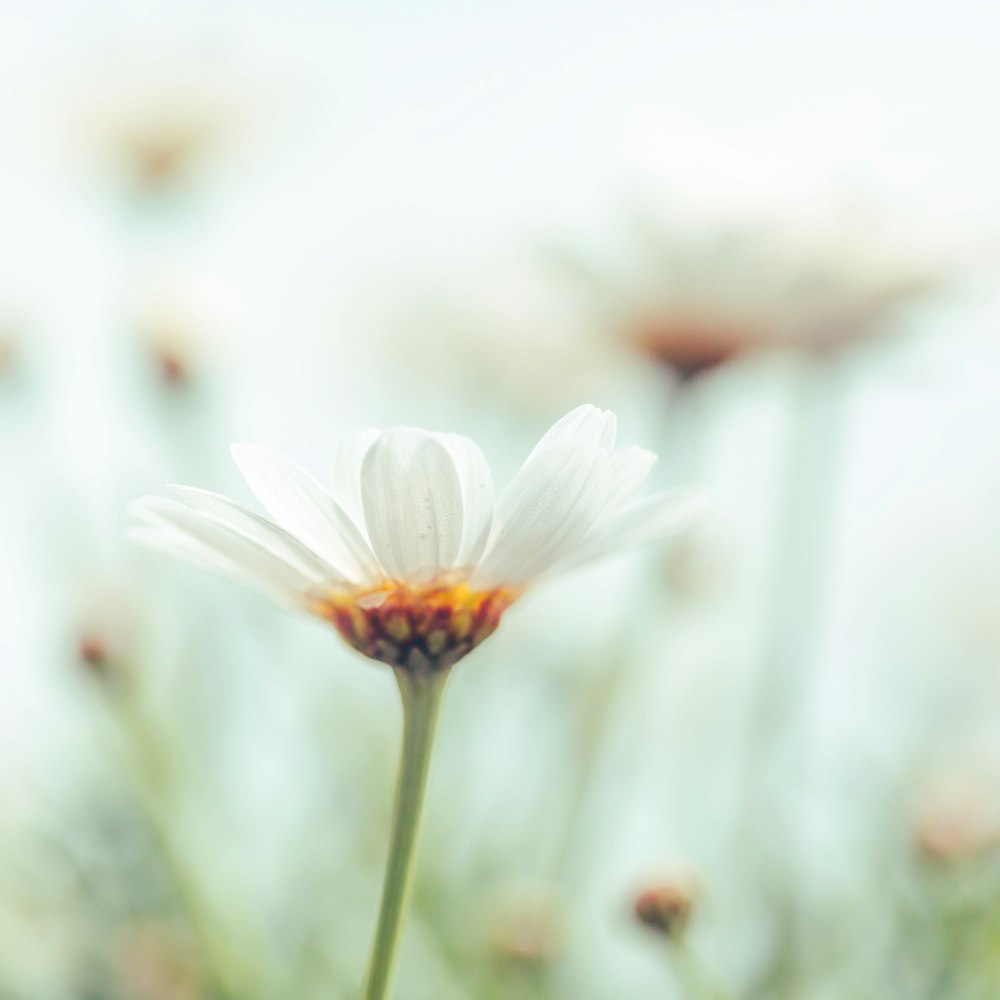 a close up of a white flower with blurry background