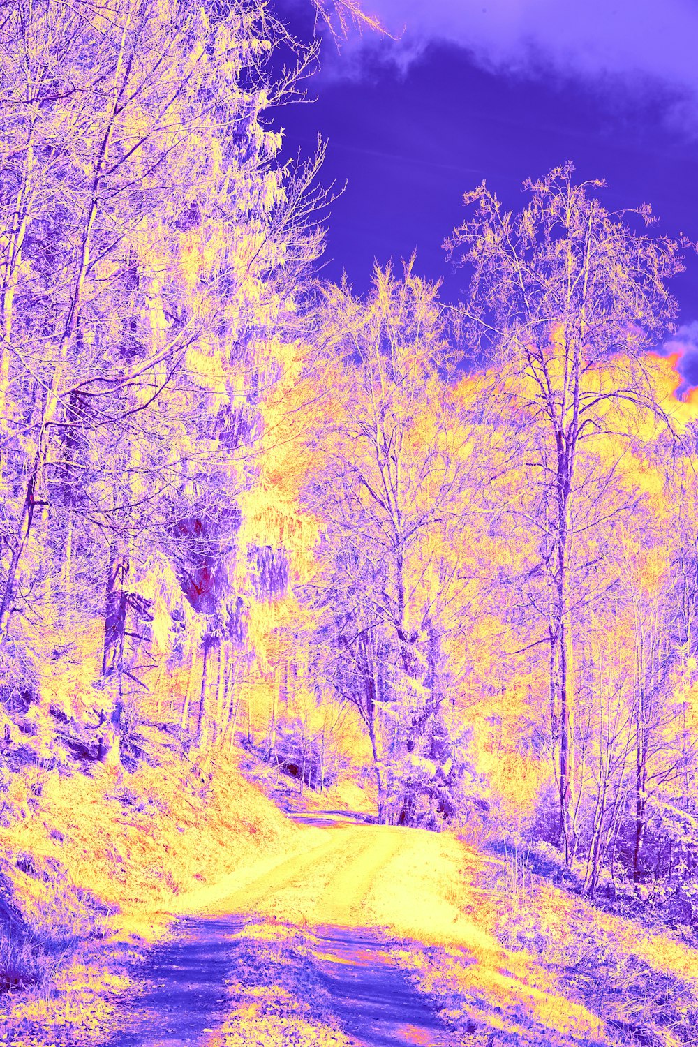 숲 속 도로의 적외선 이미지