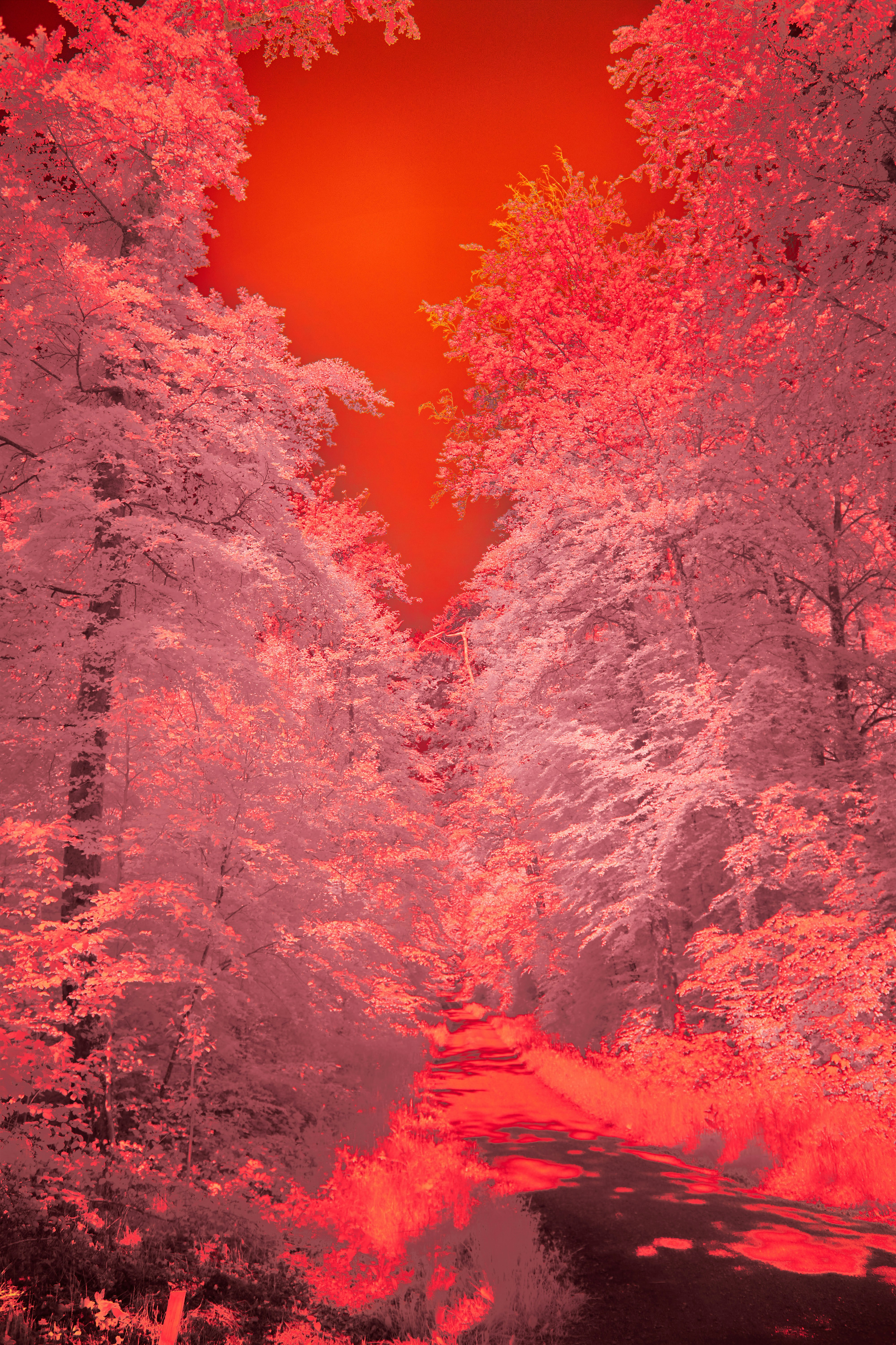 Photo by wolfgang_hasselmann