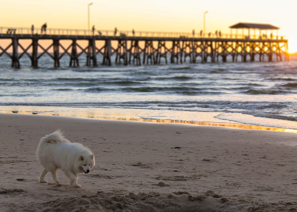 a small white dog walking on top of a sandy beach