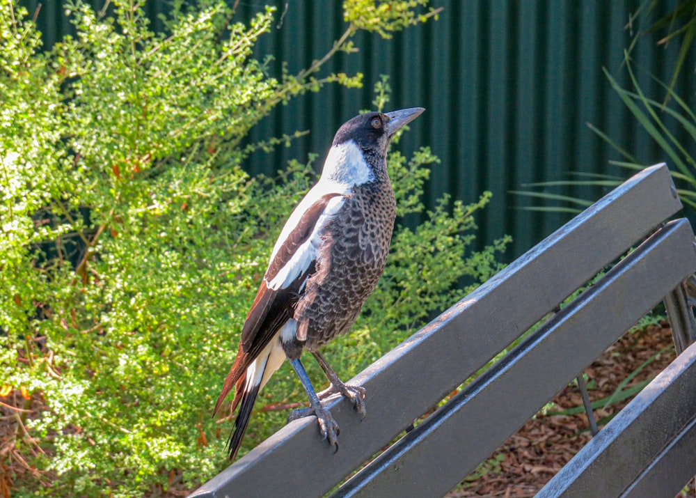 a bird is sitting on a park bench