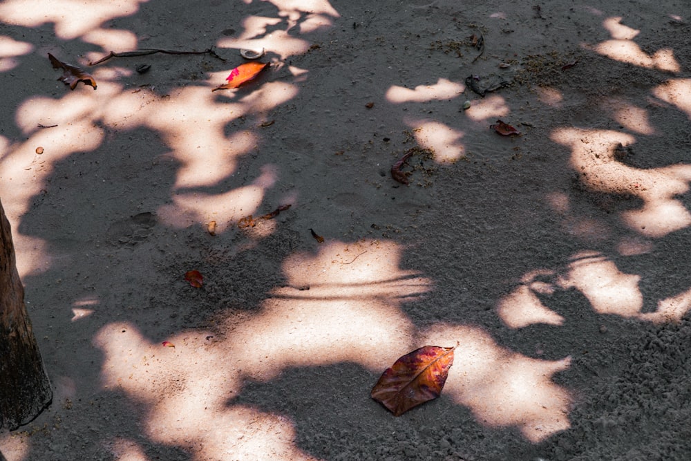 the shadow of a leaf on the ground