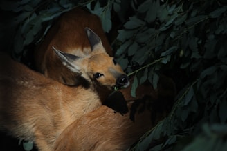 A young deer is partly hidden among dark green foliage, looking directly at the camera. The deer's coat is light brown, contrasting with the deep green leaves surrounding it. Soft light highlights the deer's face and ears, adding depth to the scene.