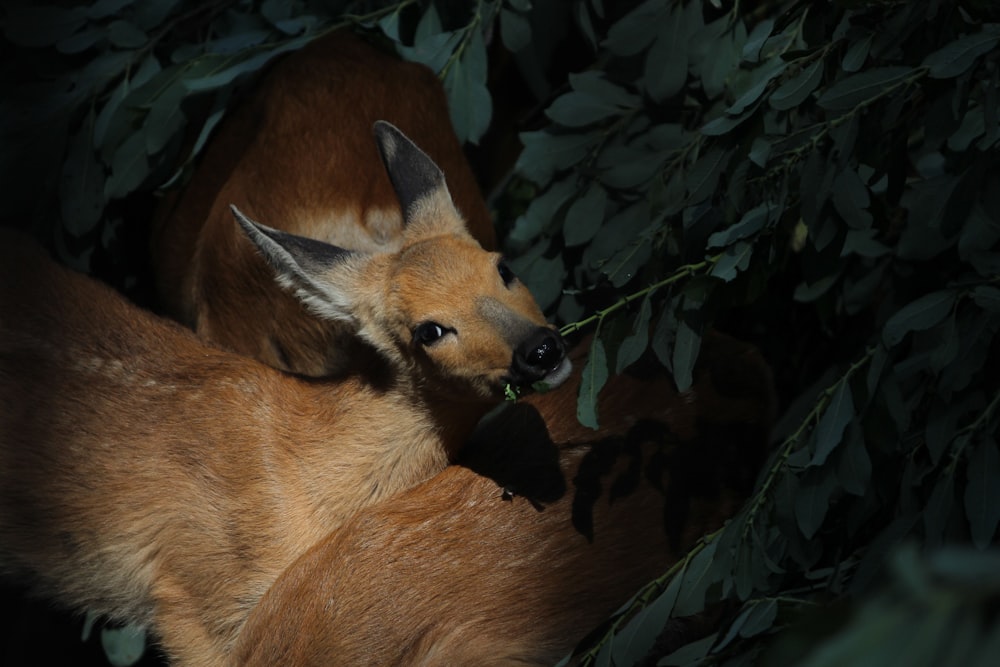 a fox with a leaf in its mouth