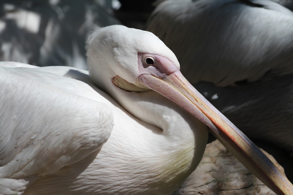 a close up of a pelican on a rock
