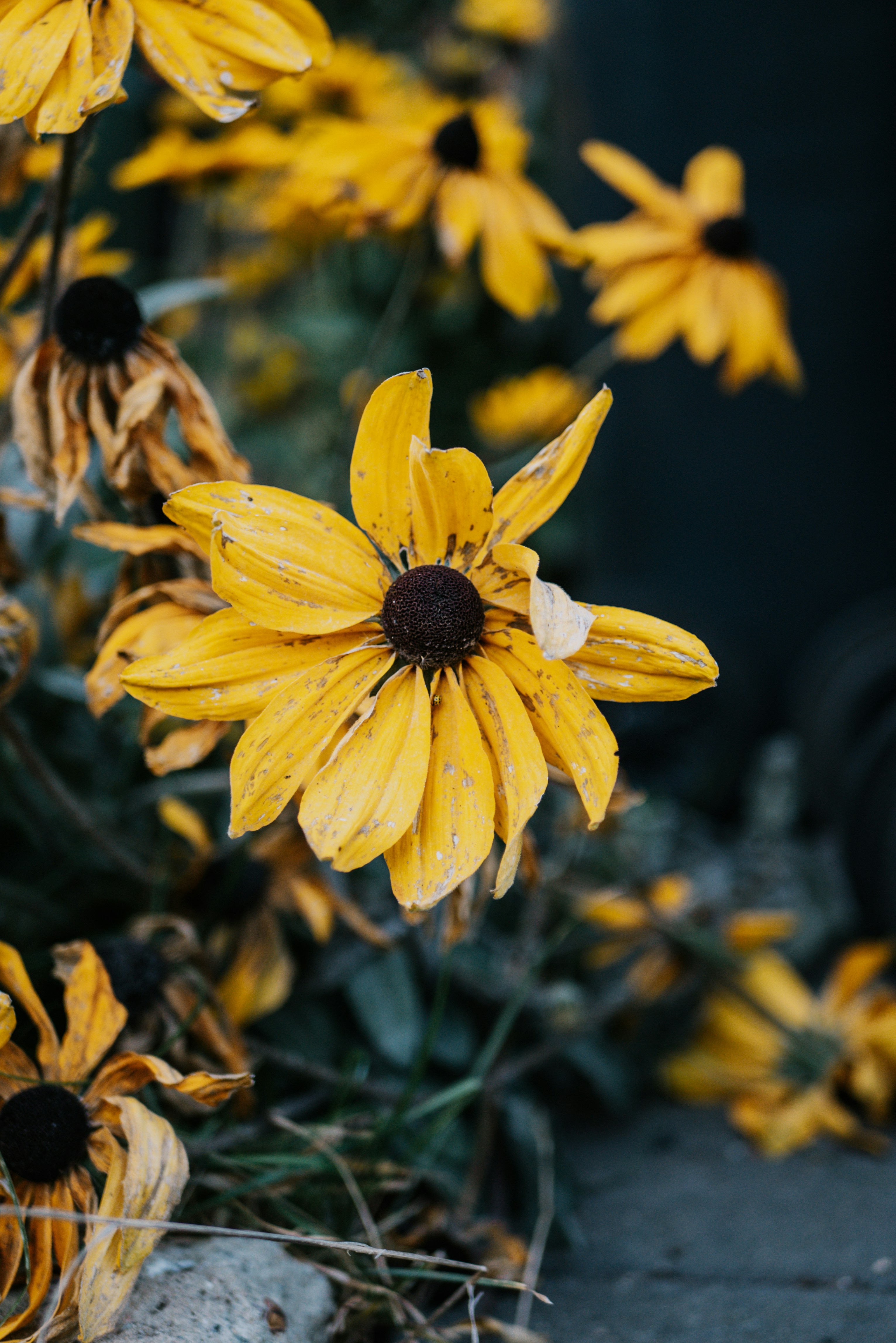 Photo by annaxphiline