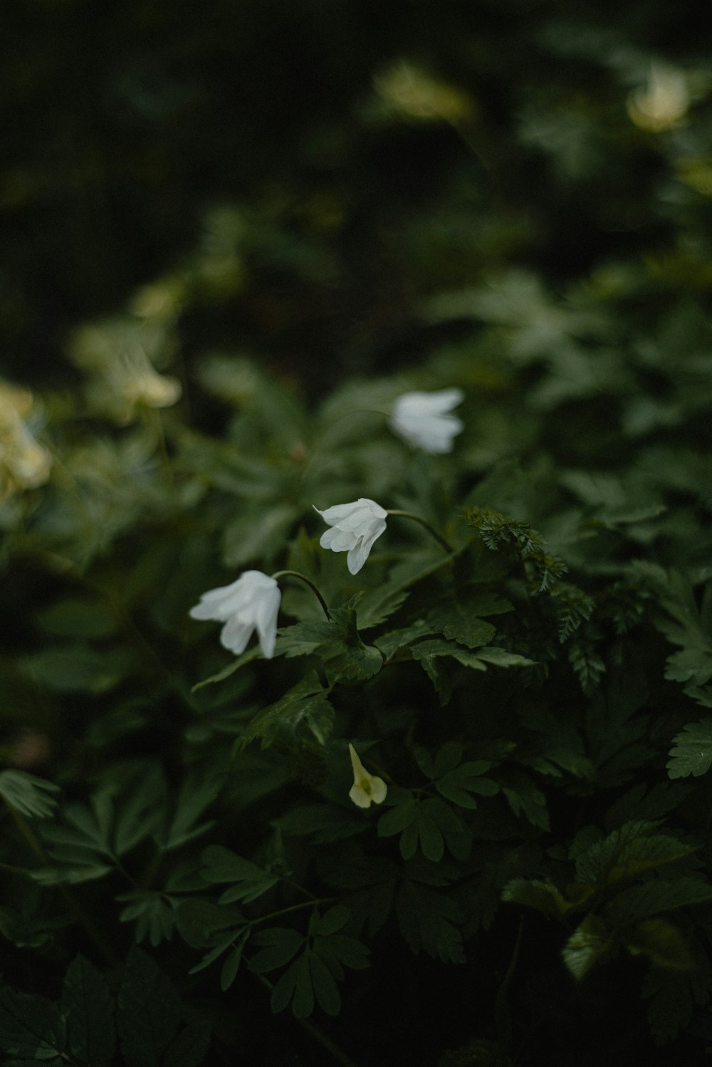 a bunch of white flowers that are in the grass