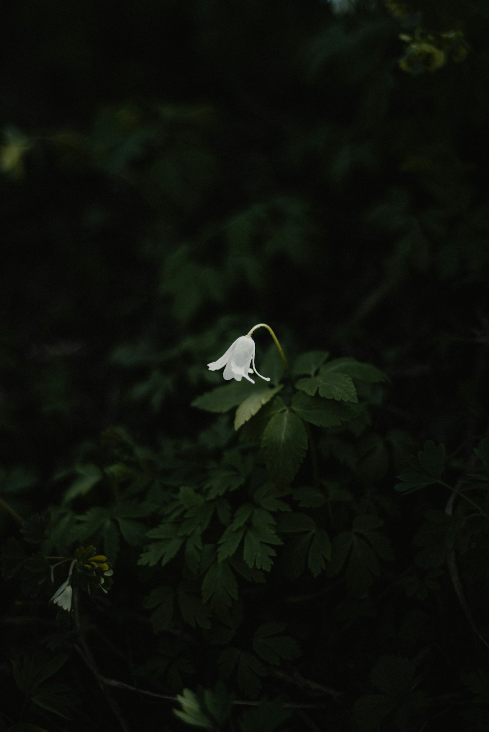 un fiore bianco è nel mezzo di alcune foglie verdi