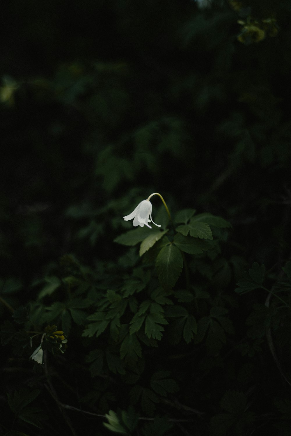 a white flower is in the middle of some green leaves