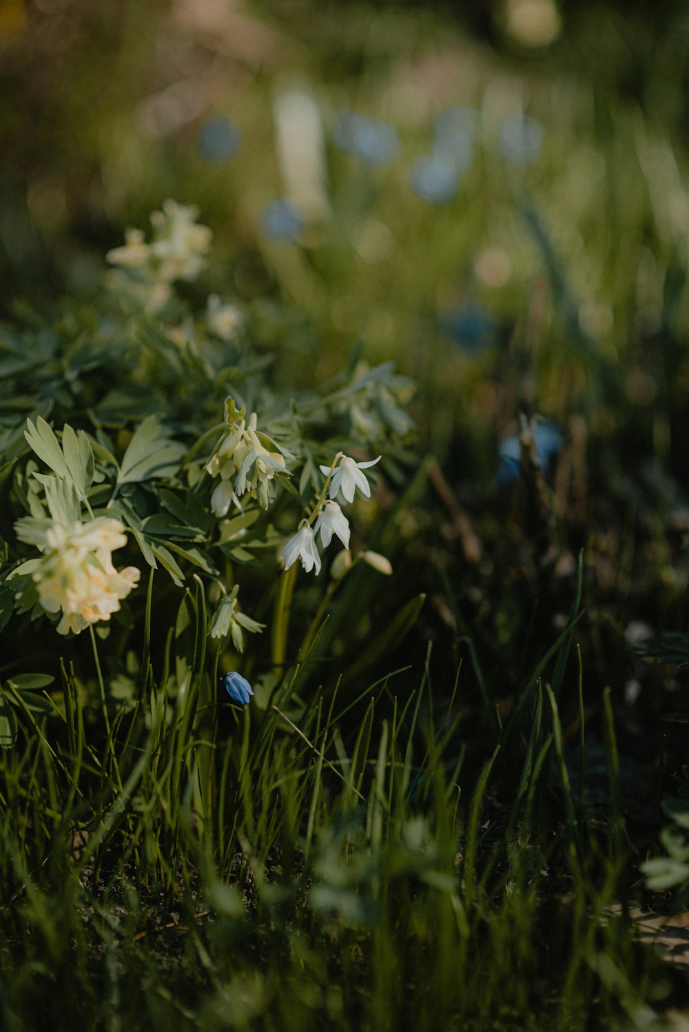 a bunch of flowers that are in the grass