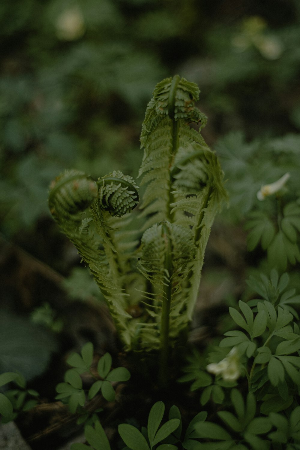 a close up of a leafy plant in a forest