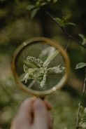 Kids exploring a small garden with magnifying glasses.