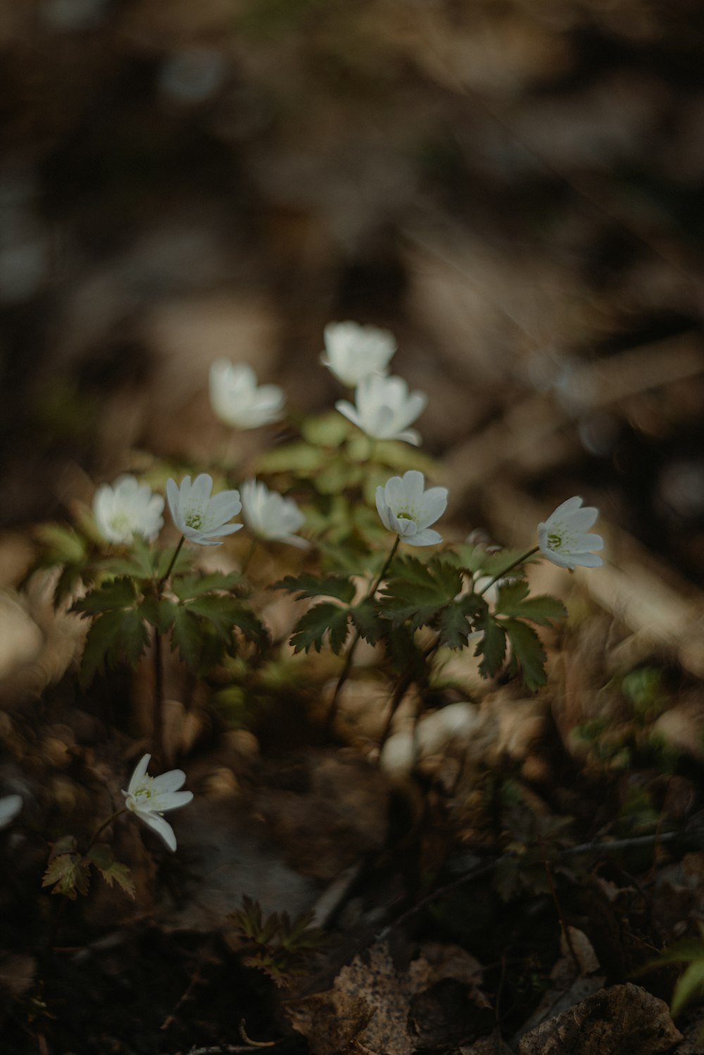 a group of small white flowers growing out of the ground