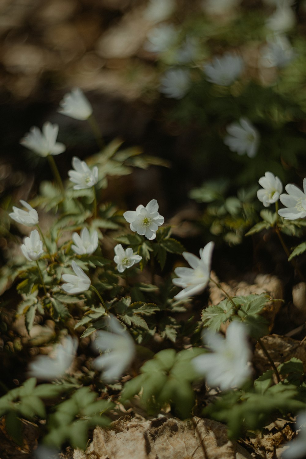 a bunch of white flowers that are on the ground