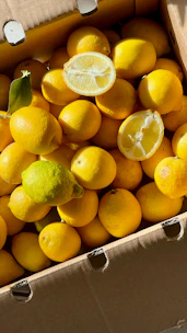Hands carefully packaging fresh Egyptian lemons into eco-friendly boxes ready for export.