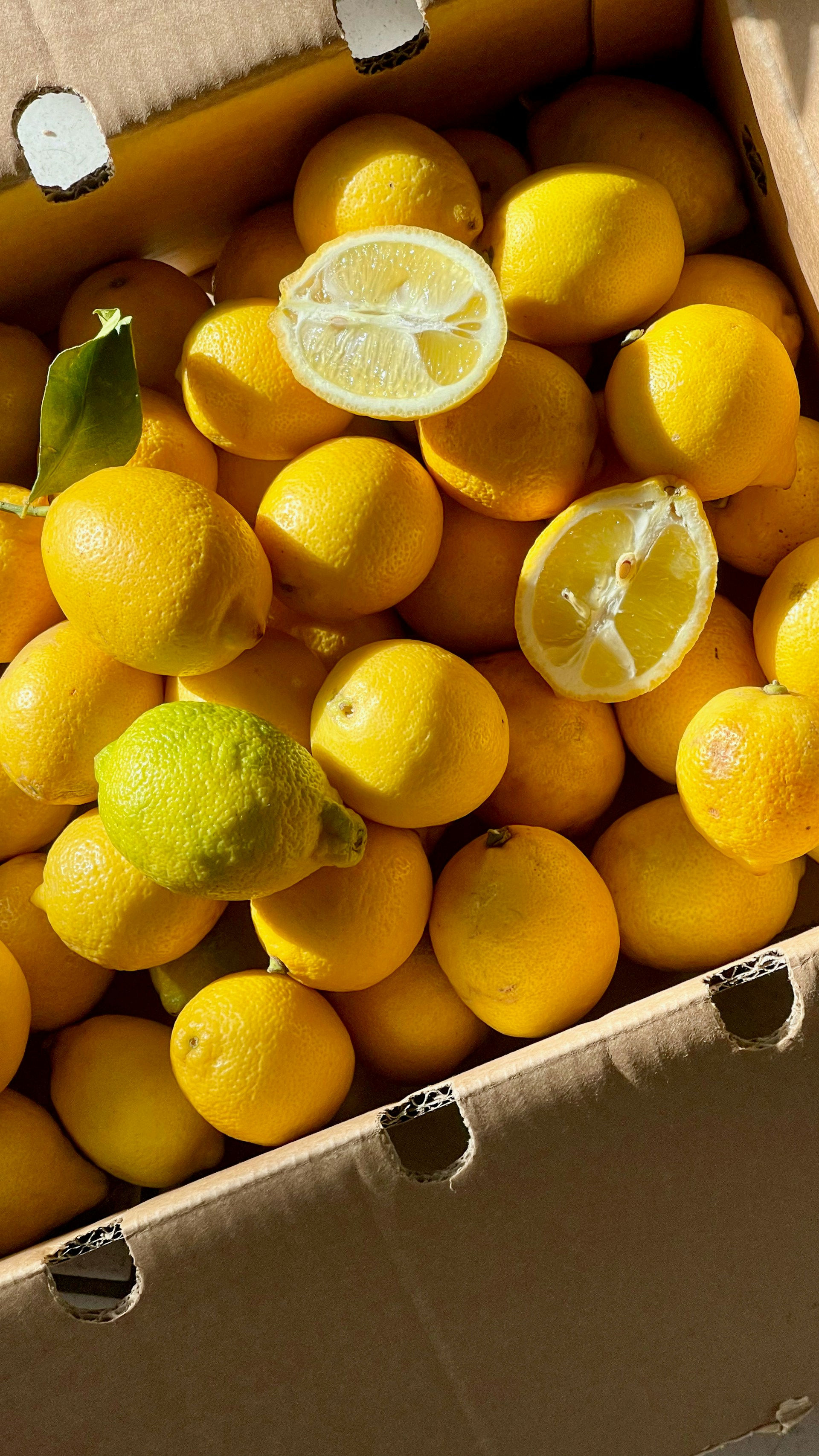 woman holding dried flower