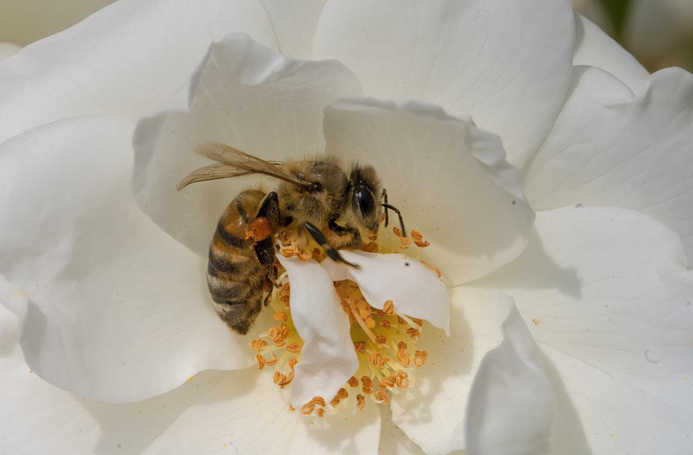 a bee sitting inside of a white flower