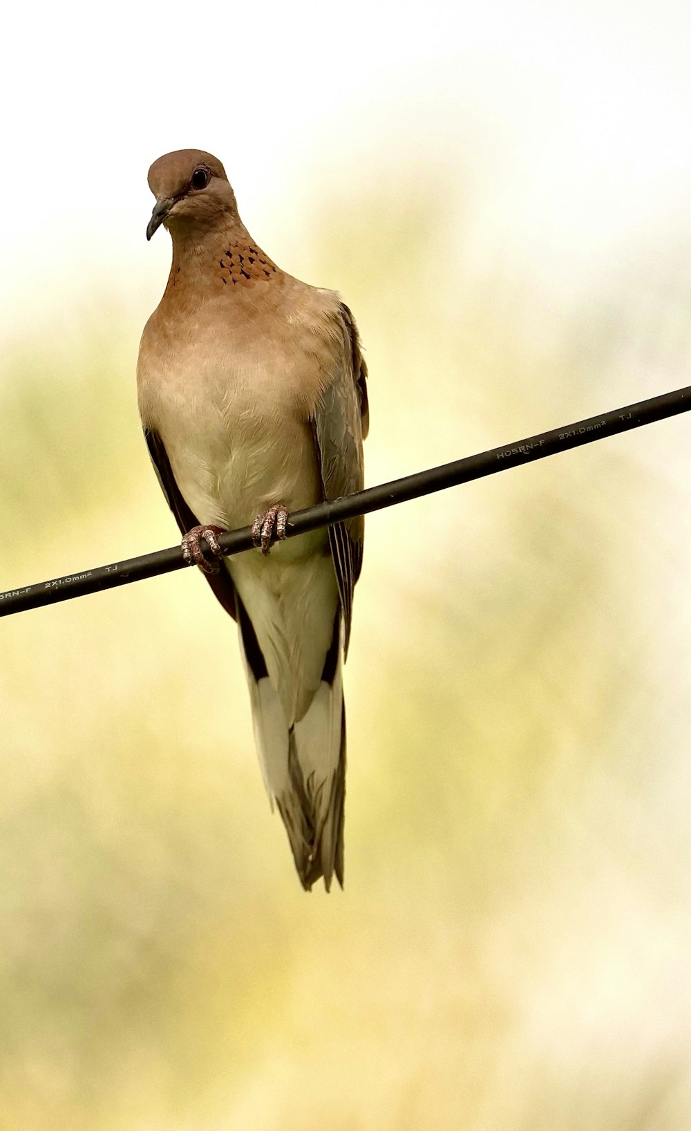 a bird sitting on a wire with a blurry background